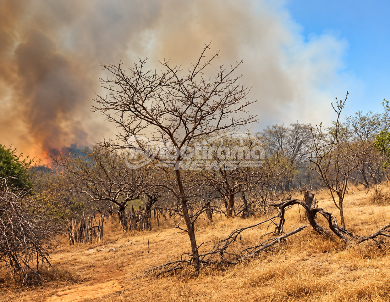 Segundo informações recebidas pelo Ibotirama News, brigadistas estão se reunindo para atuar na ocorrência, enquanto uma equipe do Corpo de Bombeiros da região da Chapada estaria a caminho. Período de calor intenso e vegetação seca aumenta preocupação com incêndios.